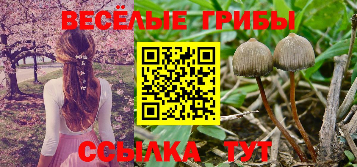 купить закладку  Вход с VPN  Людиново  Псилоцибиновые грибы MAGIC MUSHROOMS  Псилоцибиновые грибы прущие грибы 